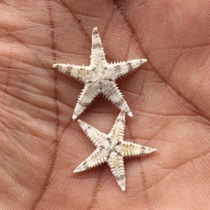 100 starfish mini light + pink, 1 to 2 cm large, maritime table decoration