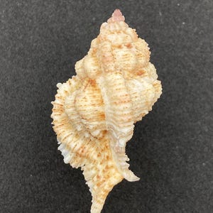 Könnte beinhalten: Eine spiralförmige Muschel mit strukturierter Oberfläche. Die Muschel weist eine Mischung aus Beige-, Hellbraun- und Hellrosa-Tönen mit dunkleren braunen Streifen auf. Die Form der Muschel ist komplex, mit einer spitzen Spitze und einer ausgestellten Basis. Natürliche Küstendekoration.