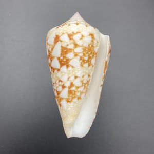 Very small and cute Conus ammiralis Philippines beach cowry conidae collectors shell #1605