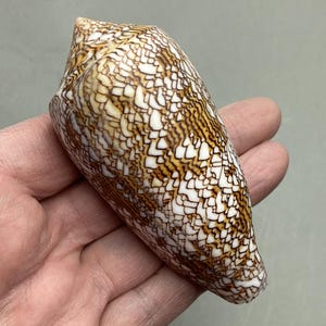 Könnte beinhalten: Eine natürliche, kegelförmige Muschel mit einem detaillierten Muster aus braunen und weißen geometrischen Formen. Die Oberfläche der Muschel hat ein strukturiertes Aussehen, und die Farben sind eine Mischung aus hellen und dunklen Brauntönen mit weißen Akzenten. Die Muschel wird in einer Hand gehalten.