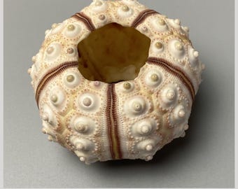 Prionocidaris australis - 55 mm - Sea Urchin – Rare Echinoid Test – Ocean Decor – Marine Specimen – Philippines