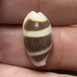Asellus Cowrie large size from the Philippines with provenance collectors shell #1728