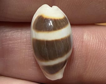 Asellus-kauri, groot formaat, afkomstig uit de Filipijnen, met herkomstbewijs, verzamelaarsschelp #1728