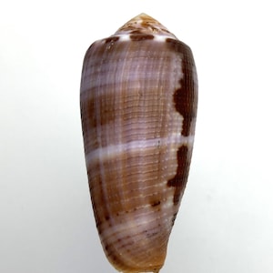 May include: A cone-shaped seashell with a smooth, polished surface. The shell features a blend of brown, tan, and lavender hues, with darker brown markings. The top of the shell is a lighter tan colour. The shell is a natural, organic item.