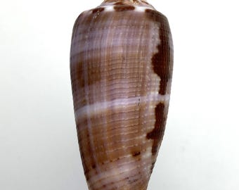 De besneden kegel #Conus circumcisus affinis# zeeschelp Maritim strand Kauri #1775 verzamelaar shell koraal collectie abalone