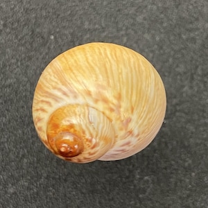 Puede incluir: Primer plano de una concha marina en forma de espiral. La concha es de color marrón claro con acentos marrones y anaranjados más oscuros. La concha tiene un aspecto liso y pulido y está colocada sobre un fondo gris oscuro.