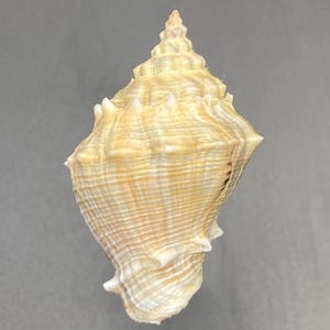 Linda caracola corona Volema myristica Maritim playa Tritón Conchas marinas de alta calidad #1661 coleccionistas concha vieira exótica