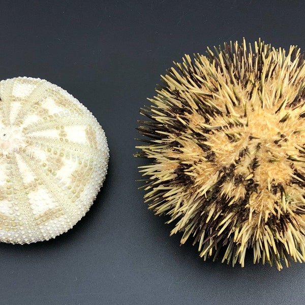 Rare sea urchin with and without stingers: Pseudoboletia maculata #1069 Philippines 8 cm diameter Echinoidae echinoderms