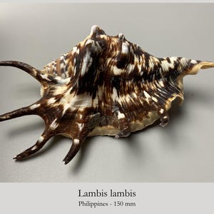 Black Lambis lambis - 150 mm - Philippines - collectors shell #1921-2K