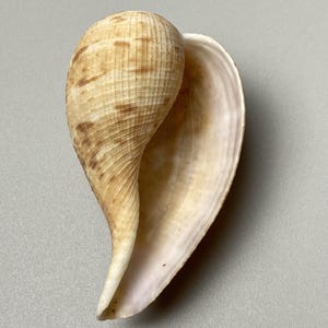 Op de afbeelding: Een enkele zeeschelp met een glad, langwerpig, druppelvormig lichaam. De buitenkant heeft een beige en crèmekleurig palet met subtiele bruine horizontale markeringen en fijne verticale ribbels. De binnenkant is gepolijst gebroken wit.