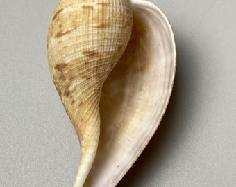 Fig shell - Ficus ficus - 66 mm - Philippines - Maritime - beach - Cowrie - sea shell - collector shell - coral - abalone #3F-2004