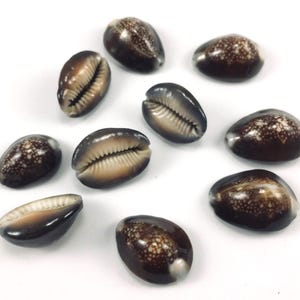 Op de afbeelding: Een verzameling van tien bruine en witte kauri schelpen. De schelpen zijn glad en hebben een natuurlijke glans.
