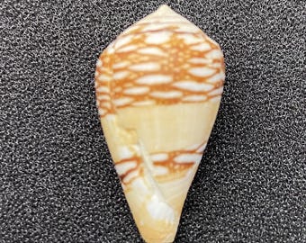 Zeldzame en kleine kegelschelp uit Senegal #Conus mercator# Zee oceaan strand schelp verzamelaars #1777