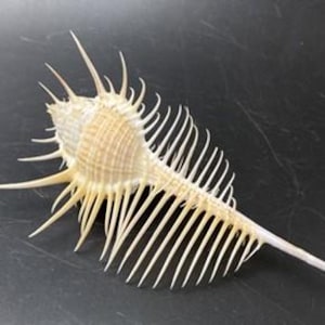 Classic beauty - Murex pecten - Extra Large 12 cm - Venus Comb from the Philippines - shell - Top quality - real sea shell    #1584