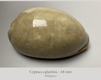 Cypraea eglantina - green overcast - 64 mm - Philippines - From an Old Collection #5H-1955