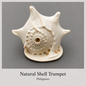 Könnte beinhalten: Eine cremefarbene natürliche Muscheltrompete mit einer spiralförmigen, strukturierten Oberfläche und mehreren spitzen Vorsprüngen. Die Muschel hat eine zentrale kreisförmige Öffnung und ruht auf einer flachen Basis. Der Text Natural Shell Trumpet Philippines ist sichtbar.
