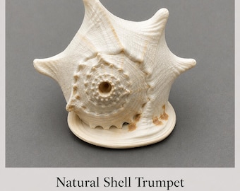 Natural Shell Trumpet – Cassis cornuta Helmet Shell – Playable Conch Horn – 21 cm – Beach Decor – Wedding – Meditation