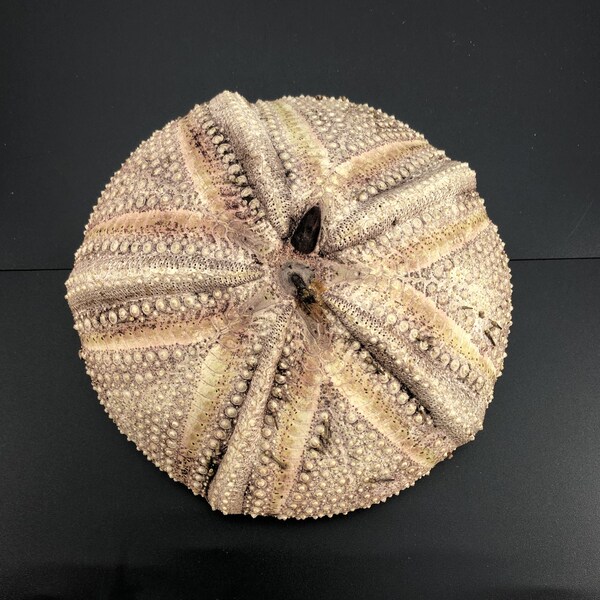 Rare sea urchin without spines: Astropyga radiata, Philippines natural brown color 15 cm Echinoida