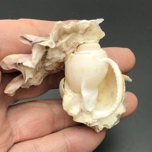 Può includere: Una conchiglia bianca con una superficie testurizzata e un interno liscio e bianco. La conchiglia è aperta e mostra l'interno della conchiglia.