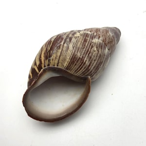 Puede incluir: Concha de caracol grande, marrón y beige con un patrón de rayas. La abertura revela un interior liso y blanquecino. Esta concha natural podría usarse con fines decorativos o como un artículo único.