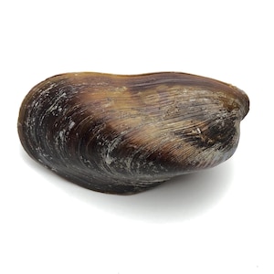 Set di 5 conchiglie di cozze filippine, artigianato da spiaggia di qualità da collezione