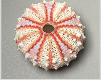 ウニ Coelopleurus exquisitus 28 mm - 希少海洋標本 - 珍品