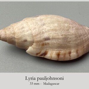 Könnte beinhalten: Eine Lyria pauljohnsoni Muschel mit einer Größe von 33 mm aus Madagaskar. Die Schale besitzt ein spitz zulaufendes, spiralförmiges Gewinde und einen glatten, länglichen Körper in hellem Beige, akzentuiert durch dezente braune Querstreifen und Flecken.