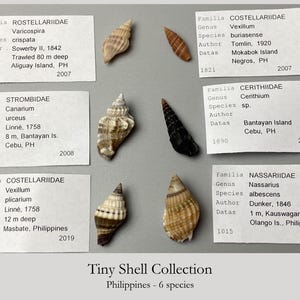 Small Shell Collection – 6 Species  (10–26 mm) – Philippines - Collector Set - 1922-3B