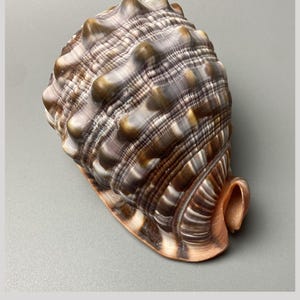 Puede incluir: Una concha marina Cypraecassis rufa de 130 mm de Madagascar. La concha presenta una superficie redondeada y texturizada con crestas marrones y blancas prominentes, un exterior estampado y una abertura lisa de color melocotón en la base.