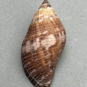 Könnte beinhalten: Eine braune und weiße Muschel mit konischer Form. Die Schale hat eine strukturierte Oberfläche mit horizontalen Linien und unregelmäßigen weißen Flecken. Die Schale verjüngt sich oben zu einer Spitze.