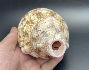 Triton blaashoorn schelp 25cm zeeschelphoorn schelptrompet Maritim blaashoorn echt schelp blaasinstrument #TT02