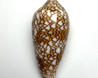 Uit een oude schelpenverzameling #Conus textiel# Queensland schelp Maritiem strand Kauri #OC02 verzamelaarsschelp koraal abalone