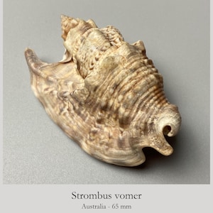 May include: A Strombus vomer seashell with a textured, tan and brown mottled surface. The shell features a spiral spire and a flared, wing-like outer lip. The text below reads Strombus vomer, Australia - 65 mm, indicating a length of 65 mm.
