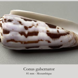 Könnte beinhalten: Eine Conus gubernator Muschel mit einer Länge von 81 mm aus Mosambik. Die Schale hat eine glatte, längliche Kegelform mit weißer Grundfarbe und unregelmäßigen, dunkelbraunen horizontalen Bändern und Flecken. Die innere Öffnung ist weiß.