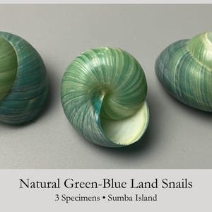 Könnte beinhalten: Drei natürliche Landschneckengehäuse mit einer glatten, spiralförmigen Oberfläche in einem Farbverlauf aus zartem Grün und tiefem Blau. Die Gehäuse haben eine glänzende Oberfläche und deutliche Windungen, wobei eines seine Öffnung zeigt.