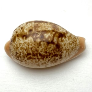 May include: A single seashell with a speckled pattern and a smooth, glossy finish. The shell displays brown spots and streaks on a beige base. The ends of the shell are a pale peach colour. The shell is positioned on a white surface.