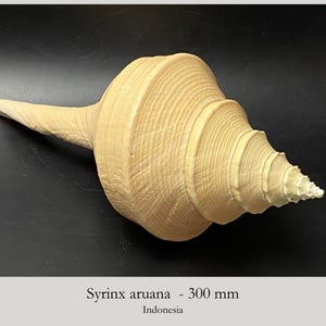 Könnte beinhalten: Eine große, cremefarbene Syrinx aruana Muschel mit spiralförmiger, konischer Gestalt und einer texturierten, gerippten Oberfläche. Die Muschel hat eine lange, spitz zulaufende Form und einen breiten Körper. Text: Syrinx aruana - 300 mm, Indonesia.