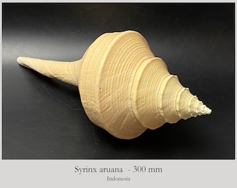 Australian Trumpet Conch - Syrinx aruanus - 30 cm - Indonesia - Syrinx aruana - World's Largest Gastropod - shell beach costal decor