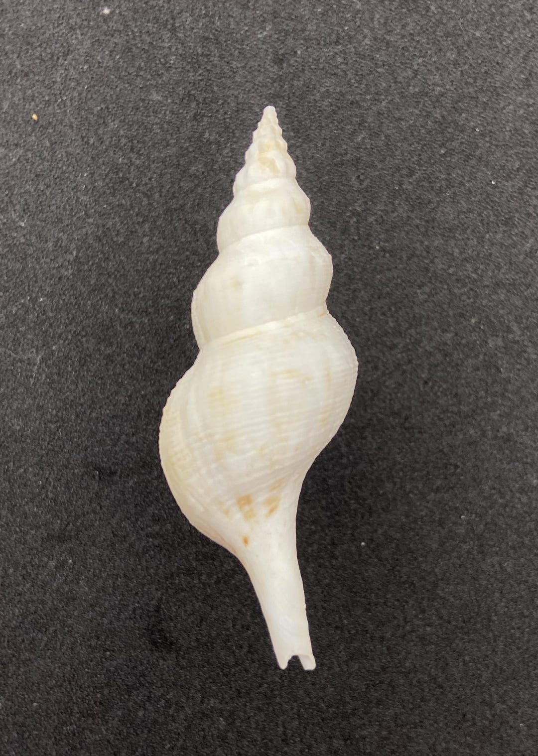 Rare Shell From an Old Shell Collection #siphonofusus Lubrica# Taiwan ...