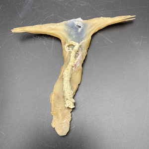 May include: A tan, organic-shaped object with a central, lighter-coloured, textured element. The object has a wing-like structure extending from the top, and a darker, blue-tinged area is visible near the centre. The background is a dark grey surface.