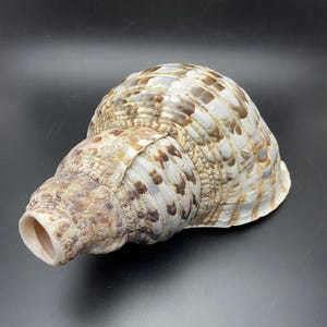 Triton blowing horn conch 27cm seashell horn shell trumpet Maritim blowhorn real shell wind instrument #XL08