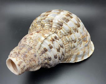 Triton blaashoorn schelp 27cm zeeschelphoorn schelptrompet Maritim blaashoorn echt schelp blaasinstrument #XL08