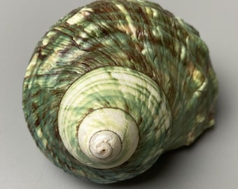 Turbo imperialis - 80 mm - Madagscar - with operculum - sea shell -Jade Turbo green 3K-2013