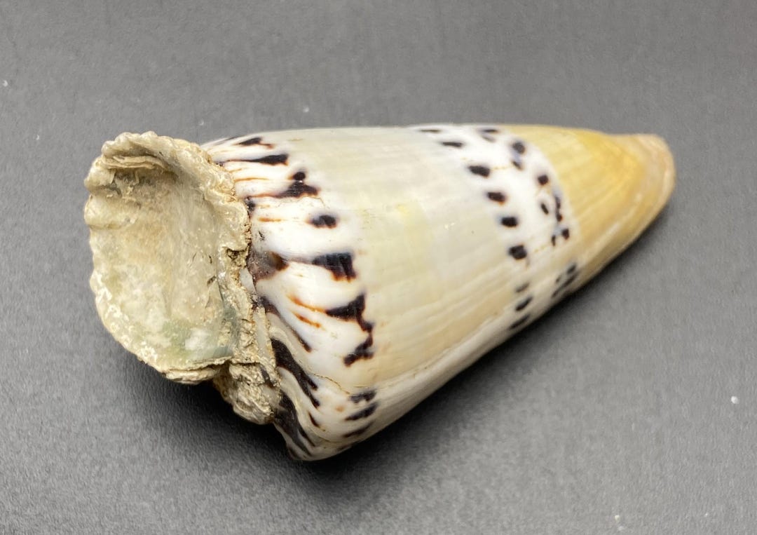 From an Old Shell Collection Cone Shell With 