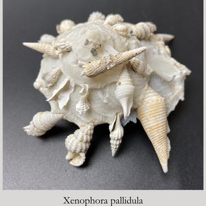 Könnte beinhalten: Eine Xenophora pallidula Muschel mit einer Größe von 90 mm aus den Philippinen. Diese cremeweiße Trägerschnecke besitzt eine zentrale Spiralstruktur, die mit verschiedenen kleineren, länglichen und konischen Muscheln besetzt ist.