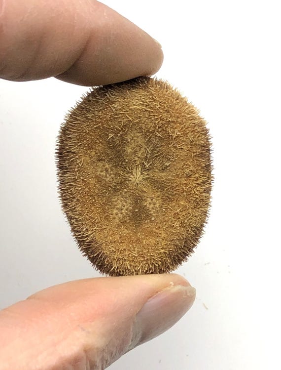 珍しい棘のあるウニ : Clypeaster reticulatus フィリピン 4 cm