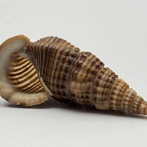 May include: A brown and tan seashell with a spiral shape. The shell has a textured surface with ridges and a smooth, cream-colored opening with brown stripes. The shell is a natural item.