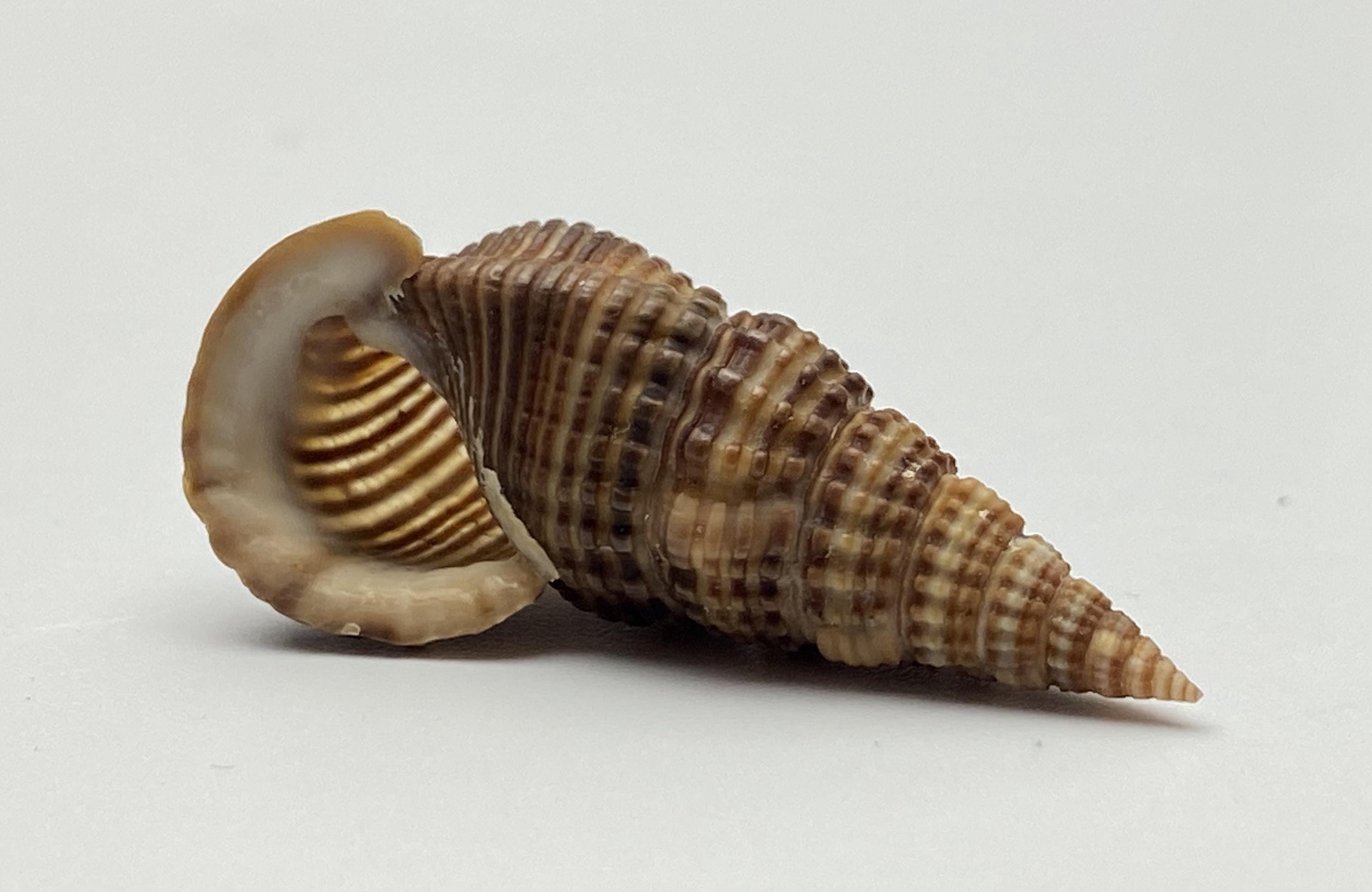 Sulcate Swamp Cerith Sea Shell #1647 Collectors Shell Beach Cowrie ...