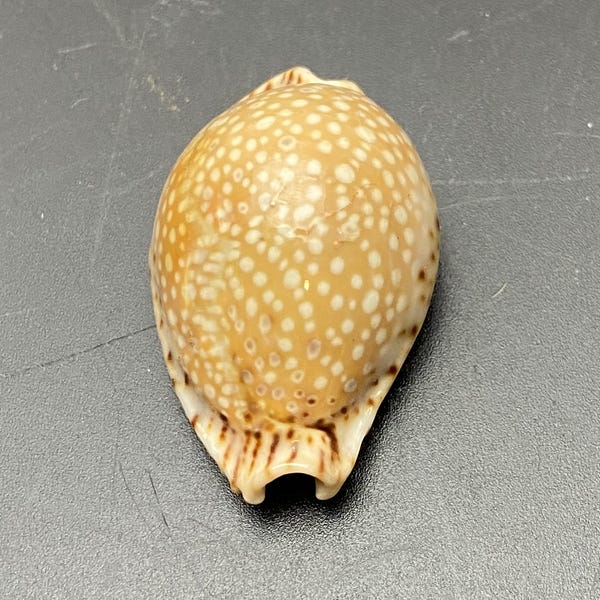 A beautiful Cowrie from Tanzania #Cypraea lamarckii# sea shell Maritim beach Cowrie #5138 collector shell abalone Ovulidae