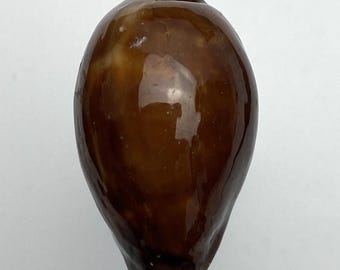 Donkere Onyx Kauri uit Zanzibar #Cypraea adusta# met herkomst verzamelaarsschelp #1590